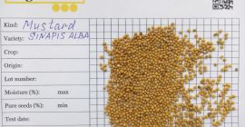 Nasza firma Ingran oferuje nasiona gorczycy brązowej (Brassica nigra)