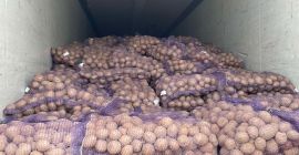 Nasza firma oferuje do sprzedaży ziemniaki różnych odmian (Gala,