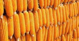 Sprzedam ekologiczną kukurydzę zbożową ze zbiorów suszarni 2024