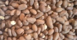 Bitter kola for sale contact+[phone number] [email]