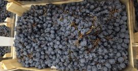 Sprzedam 6-7t. winogrona na przemysł. Odmiana Moldova, Spakowane w