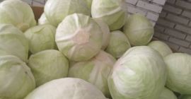 Sprzedam kapustę białą jakość marketowa. Kaliber 1.5-4kg. ilości cało