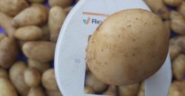 Ziemniaki białe Odmiana: Mondial 55+ Pochodzenie: Egipt Zbiór 2024