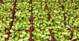eksport świeżej zielonej papryki z Uzbekistanu Nasza firma w