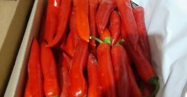 Chile rojo fresco Exportación de chiles rojos frescos desde