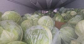 Witam posiadam kapustę białą jaki i czerwoną 1-3.5 kaliber