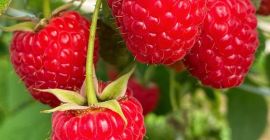 We can offer raspberries which are growing in polytunnels.