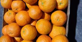 Poczuj cytrusowe szczęście przez cały rok dzięki pomarańczom z