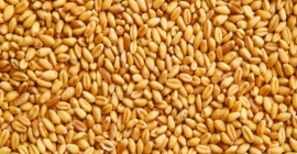 Продам фуражную пшеницу от производителя. Окончательная цена зависит от