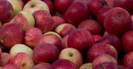 Kupowaliśmy organiczne czerwone jabłka Idared, Jonaprince, Jonathan lub inne