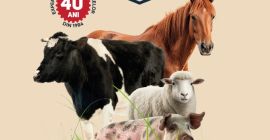 Sorgo DDGS 230 euro FCA Marculesti, Republika Mołdawii Aby