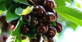 Nasze czarne wiśnie są bardzo duże i słodkie. Cena