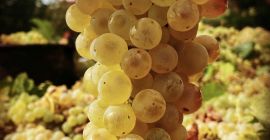 Certyfikowane organiczne winogrona do wina białego - IGP Lazio,
