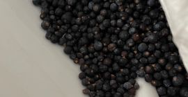 Owoc jałowca -Juniperus communis . Sortowany na kolor i