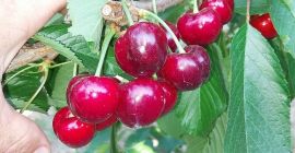 Wiśnie (Sweet Heart, Regina, Chrząstka Wiśnia, Kordina, Skeena) Jeżeli