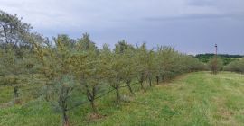 Sprzedam rokitnika organicznego