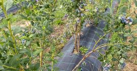 Sprzedam borówkę hodowlaną, z 4-letniej plantacji. Borówki uprawiane są