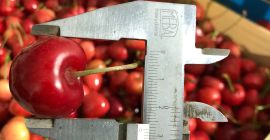 Sprzedam mrożone wiśnie z pestkami i szypułkami. Ilość około