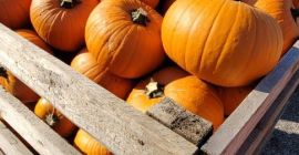 Podejmę współpracę jeśli chodzi o dostawę dyni Halloween. Posiadam