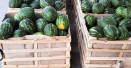 Sprzedam arbuz z Albanii, wysokiej jakości towar...jestem zainteresowany kupcami..dzięki