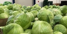 Oferujemy do sprzedaży białą gorczycę pochodzenia ukraińskiego. W ofercie