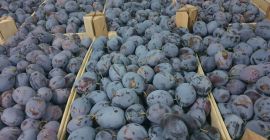 Plum fruits are large, beautiful, oval-elongated in shape. The