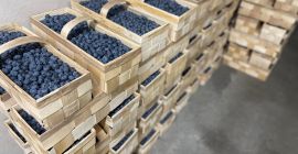 Borowka pakowana po 3 kg w łubianki drewniane. Przy