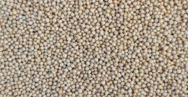 Good morning, Semtorg company has white mustard 22 t
