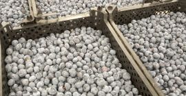 Hallo, ich habe Blaubeeren in größeren Mengen, 20 Tonnen