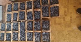 Sprzedam boròwke amerykanska z własnej małej plantacji .W łubiankach