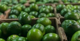 Witam serdecznie. Oferuję świeże kolumbijskie limonki kaliber 48 w