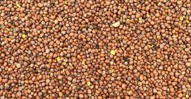 Oil radish seed purity 99% germination min. 85% Each