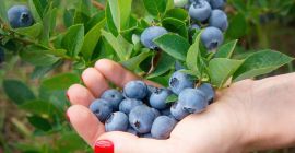 We specialize in producing and supplying fresh, top-grade blueberries