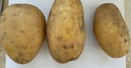 Ziemniaki klasy ekstra, kaliber 5+, terminy dostaw FCA, cena