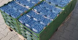 Ładna twarda bor&oacute;wka świeżo rwana
