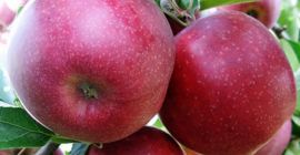 I will sell Red Prince apples, size 65 or