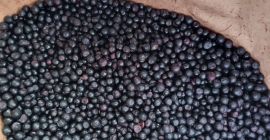 We offer Frozen Wild blueberries LT Orginal : Lithuania