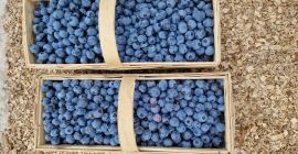 Sprzedam owoce bor&oacute;wki Bluegold. Duże owoce.