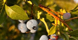 Sprzedam borówkę ekologiczną z certyfikatem agrobiotest .Ilość od 250