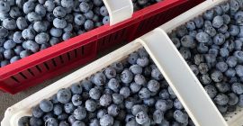 Duża i słodka borówka amerykańska, bez nawozów i oprysków
