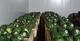 Świeże awokado Hass, pochodzenie Peru lub Kolumbia Dostępne wszystkie