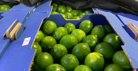 Fresh Limes Tahiti Colombia Dostępne wszystkie kalibry Opakowanie: karton