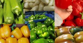 Świeże limonki Tahiti Kolumbia Dostępne wszystkie kalibry Opakowanie: karton