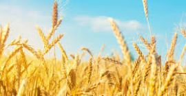 Na powierzchni 10 000 ha uprawiamy pszenicę, durum, kukurydzę,