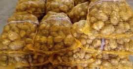 ziemniaki najwyższej klasy, kaliber 5+, opakowanie 15 kg netto,