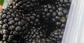 Od dzisiaj na naszej plantacji w Pausesti Maglasi mamy