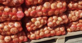 Cebula &bdquo;Pogačar&rdquo; (Stuttgarter Reisen) opakowanie miękkie 10 kg Pakowane