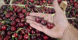 Cebula „Pogačar” (Stuttgarter Reisen) opakowanie miękkie 10 kg. Ręcznie