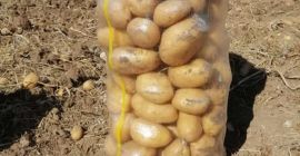 Ziemniaki odmiany Spunta z Maroka, dostępne we wszystkich rozmiarach
