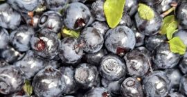 Sprzedam jagody nie czyszczone 19zł za 1kg